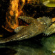 picture of Ancistrus tamboensis