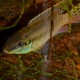 picture of Enigmatochromis lucanusi
