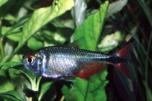 Astyanax fasciatus