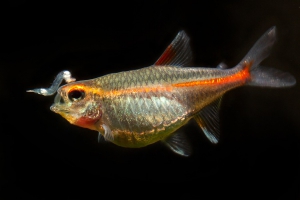 Nourrir les poissons d'aquarium