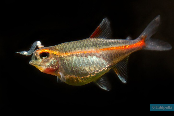 Comment nourrir les poissons d&rsquo;aquarium ?