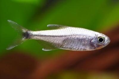 Le tétra transparent - le poisson aux propriétés inconnues