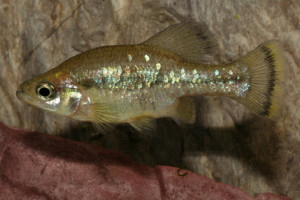 Ameca splendens