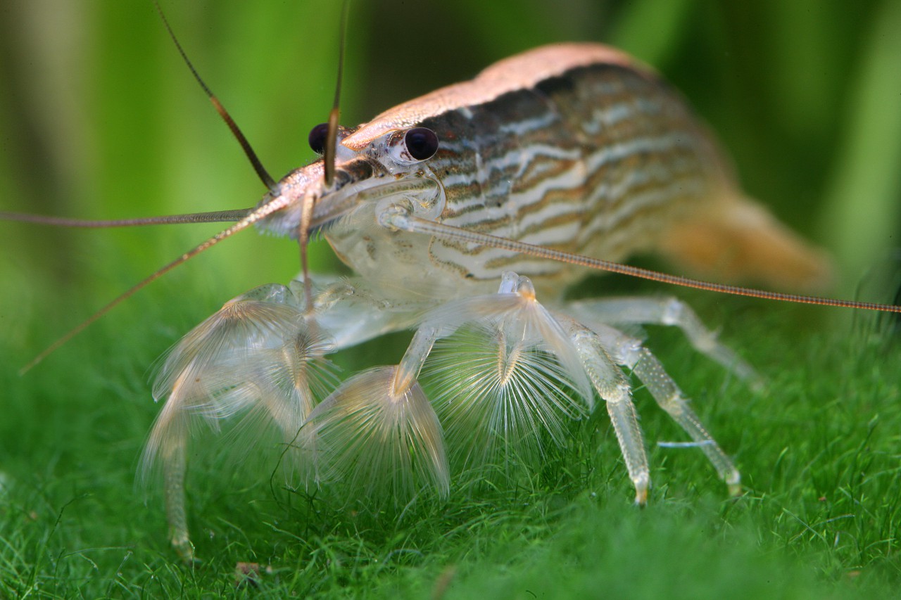 Atyopsis