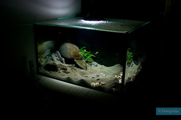Une introduction au monde de l&rsquo;aquarium