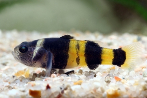 Brachygobius xanthozona