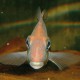 picture of Geophagus sp. Porto Franco
