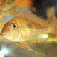 picture of Geophagus altifrons