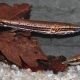 picture of Luciocephalus pulcher