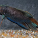 picture of Macropodus erythropterus