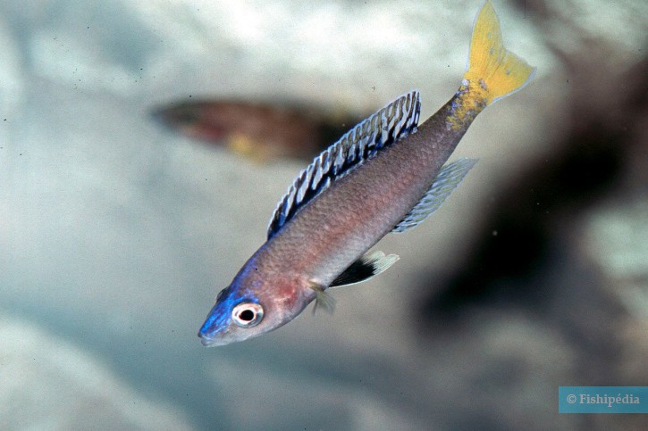 Cyprichromis leptosoma