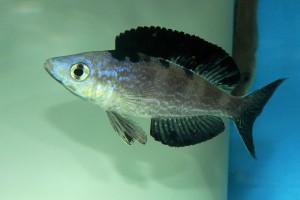 Cyprichromis microlepidotus