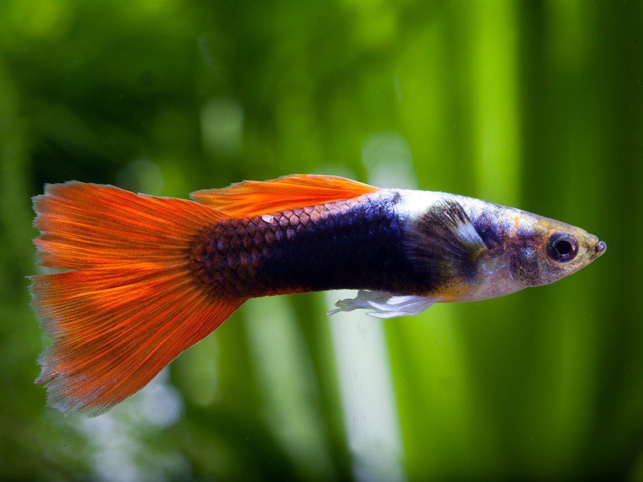 Nourrir un poisson d'aquarium : définition et explications