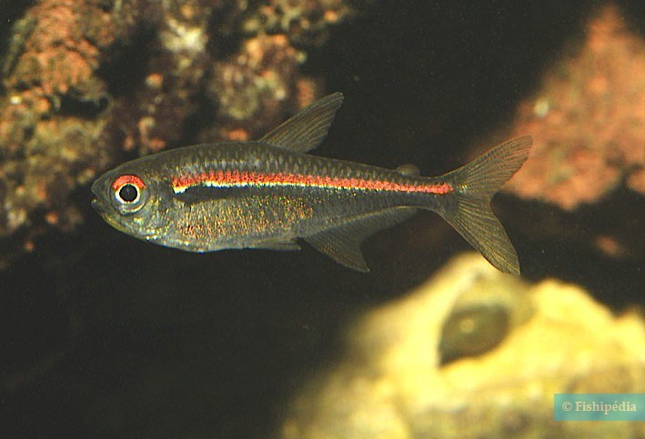 Hyphessobrycon amapaensis