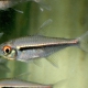 picture of Hyphessobrycon heterorhabdus