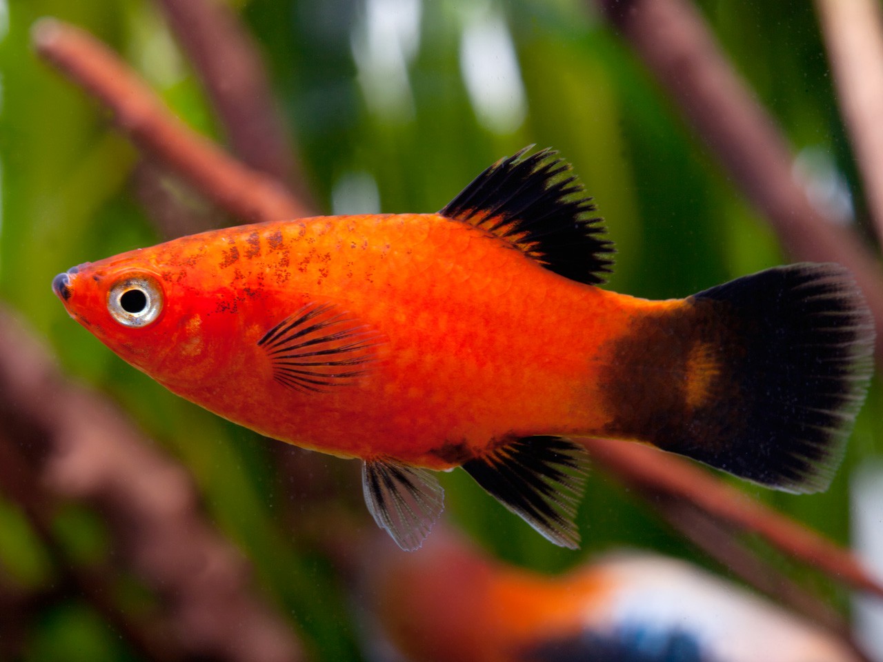 Le poisson rouge en aquarium : conseils et bonnes pratiques