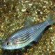 picture of Cyphocharax multilineatus