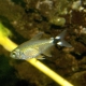 picture of Hyphessobrycon elachys