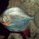 picture of Myloplus rubripinnis