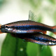 picture of Nannostomus beckfordi