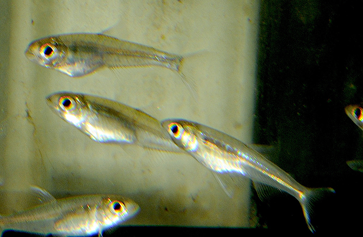 Othonocheirodus eigenmanni