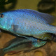 picture of Aristochromis christyi