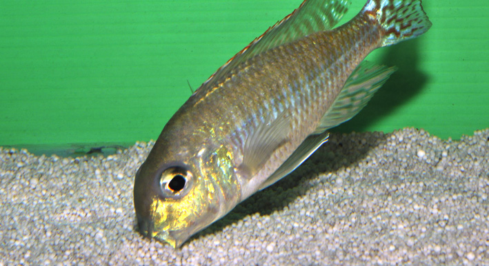 Lethrinops albus