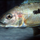 picture of Exochochromis anagenys