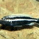 picture of Melanochromis auratus
