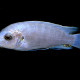 picture of Labidochromis sp. Blue-White Tumbi Reef