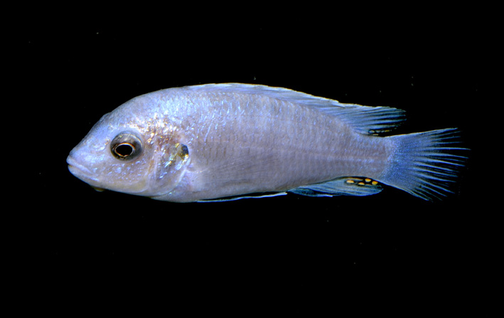Labidochromis sp. Blue-White Tumbi Reef