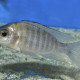 picture of Aulonocara sp. Chitende Nkatabay