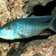picture of Buccochromis lepturus