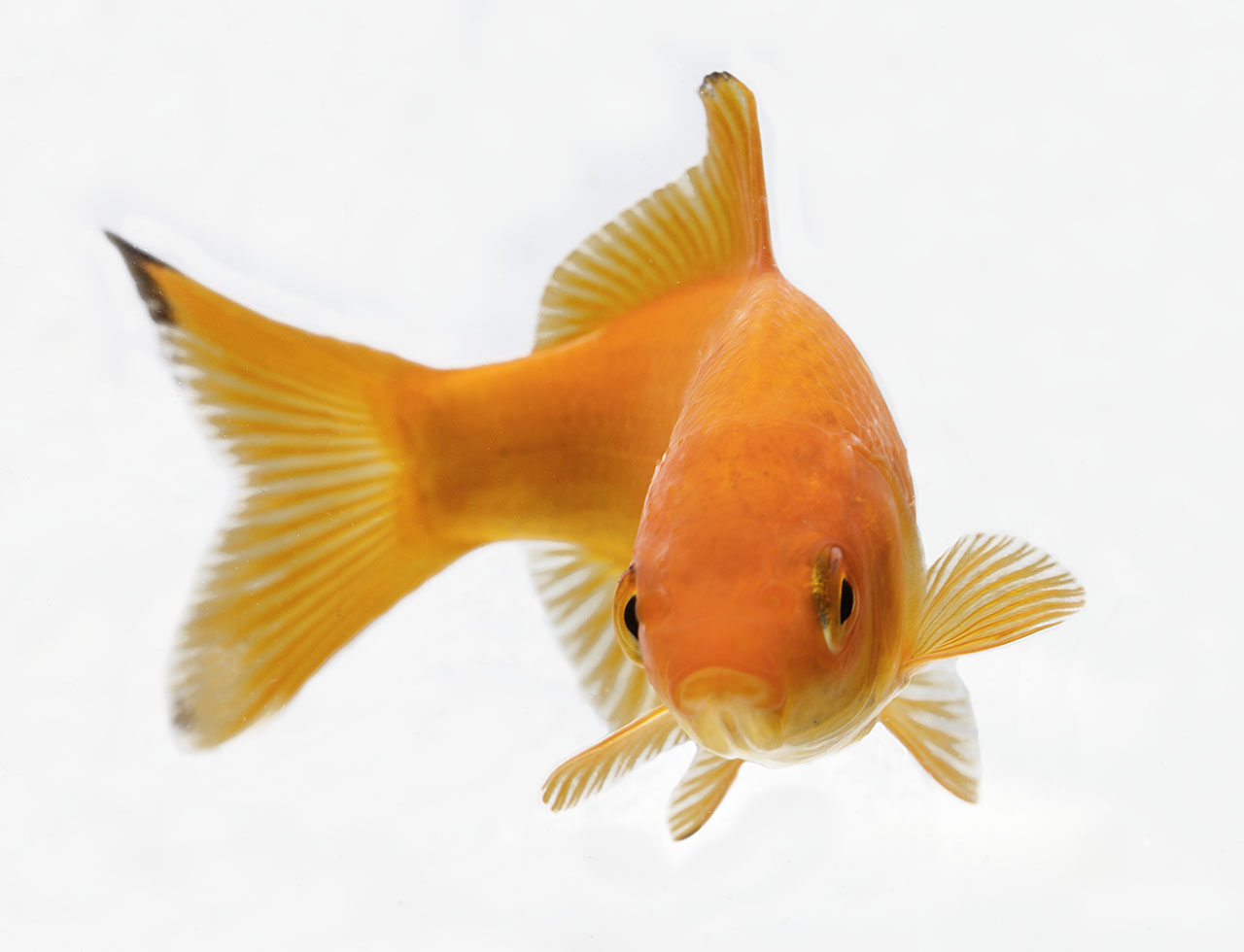 2000 ans d'histoire de poisson rouge - Fishipedia