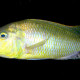 picture of Buccochromis rhoadesii