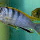 picture of Labidochromis sp. Hongi