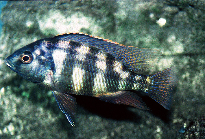 Placidochromis johnstoni Solo