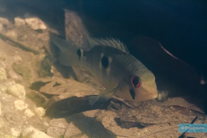 Krobia guianensis