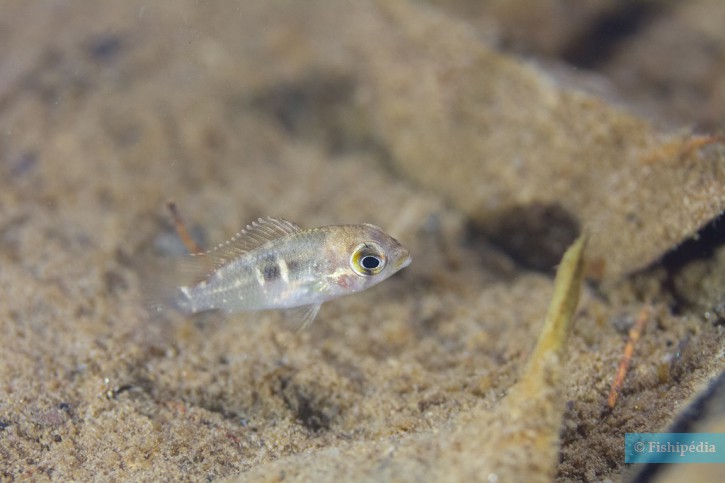 Krobia guianensis