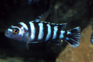 Chindongo demasoni