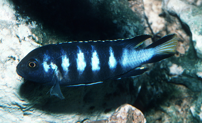 Pseudotropheus sp. elongatus