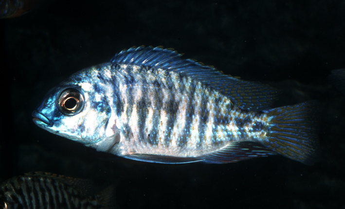 Protomelas fenestratus