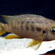 picture of Tropheops macrophthalmus Kirondo
