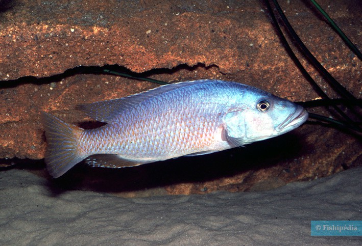 Tyrannochromis macrostoma