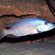picture of Tyrannochromis macrostoma