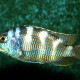 picture of Placidochromis milomo