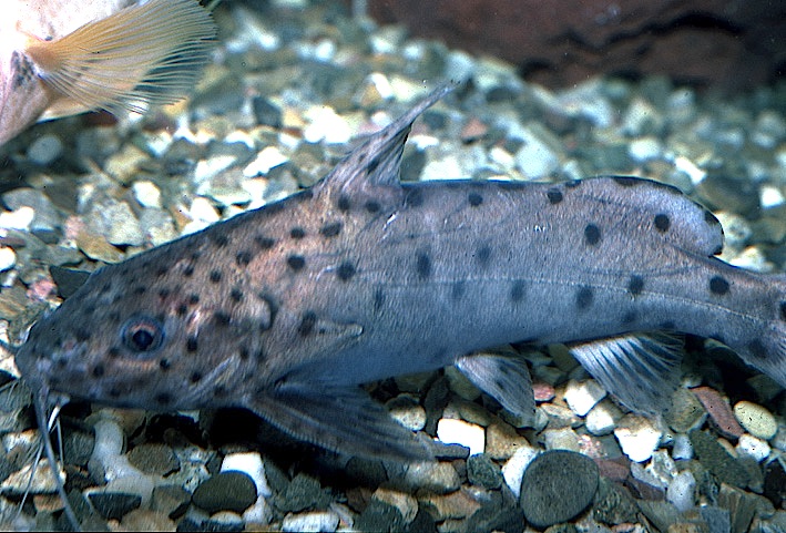 Chat poisson Poisson