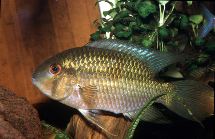 Krobia guianensis