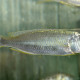 picture of Mylochromis sp. Torpedo Blue Tanzanie