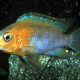 picture of Tropheops sp. Red Cheek